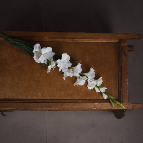white gladioli