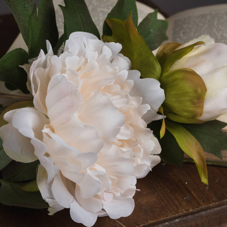 white fashion peony