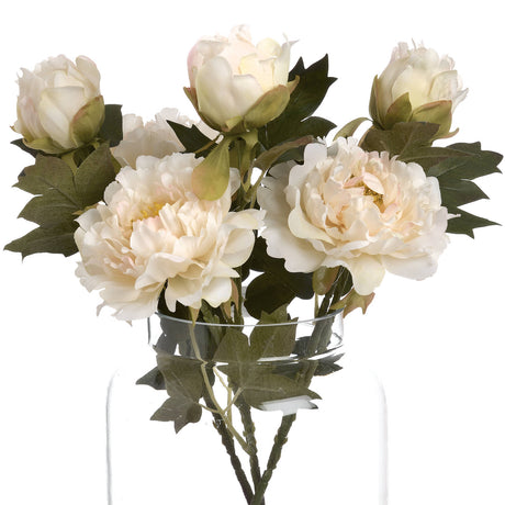 white fashion peony