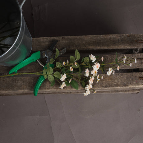 cream wild meadow rose