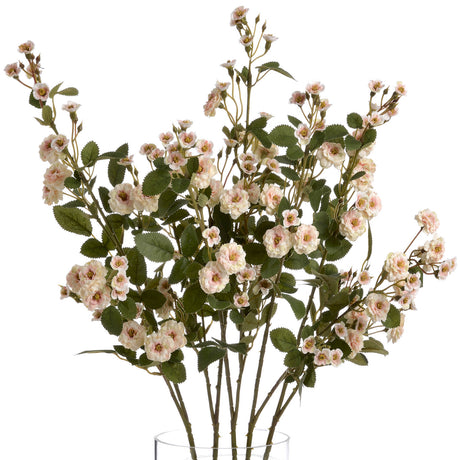 cream wild meadow rose