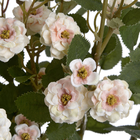 cream wild meadow rose