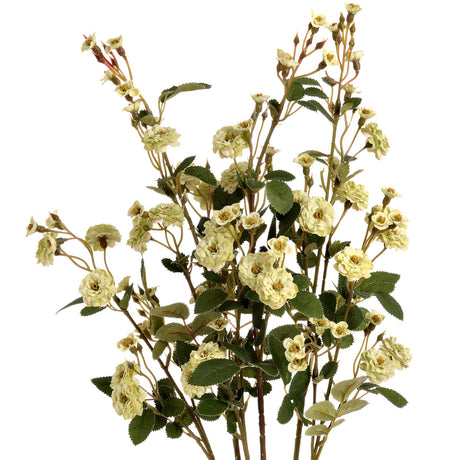 green wild meadow rose