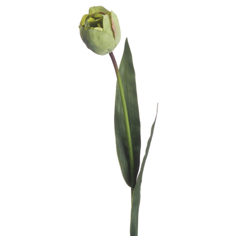 green tulip