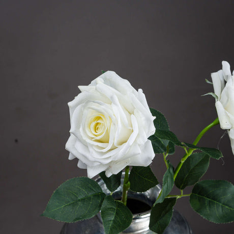 large white garden rose