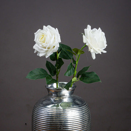 large white garden rose