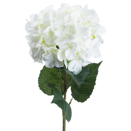 single white hydrangea