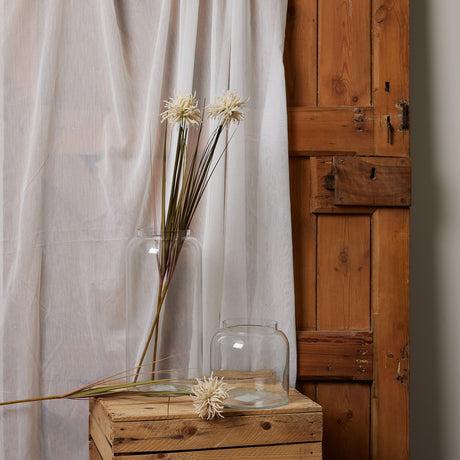 cream aster spider chrysanthemum stem