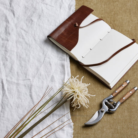 cream aster spider chrysanthemum stem