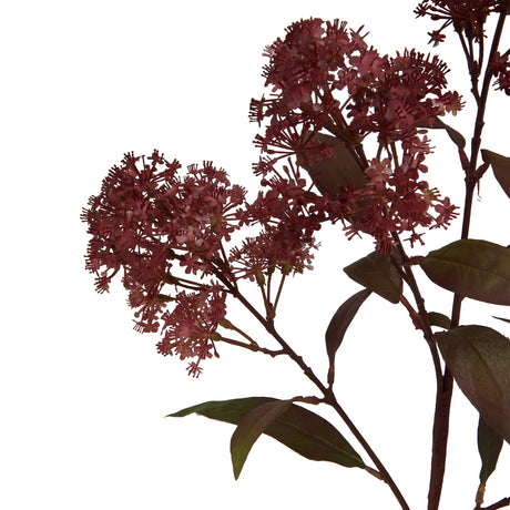 medium burgundy smokebush stem