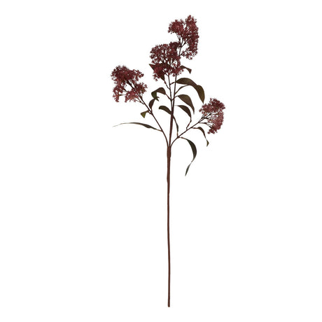 medium burgundy smokebush stem