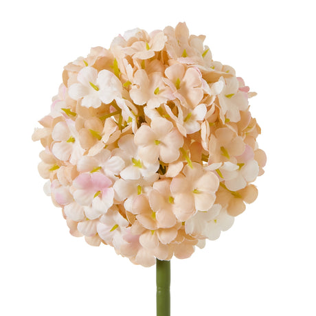 the natural garden collection white apricot allium