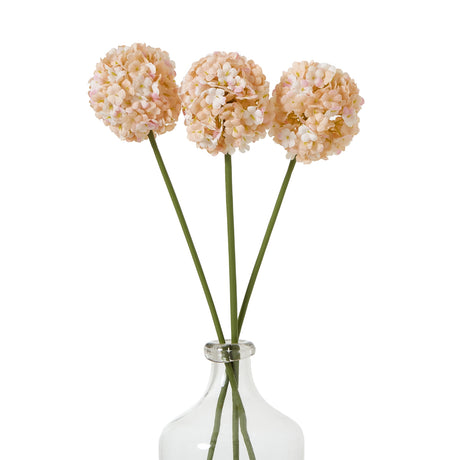 the natural garden collection white apricot allium