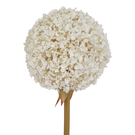 the natural garden collection white allium