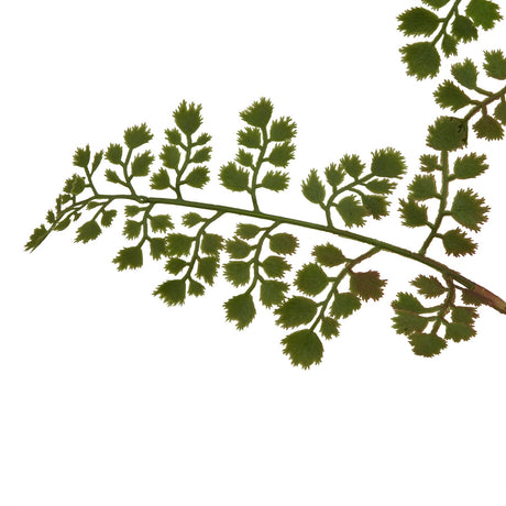 the natural garden collection maidenhair fern stem