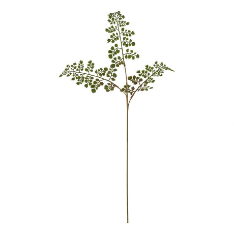 the natural garden collection maidenhair fern stem