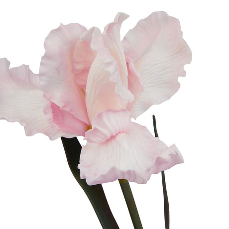 the natural garden collection pale pink fringed iris