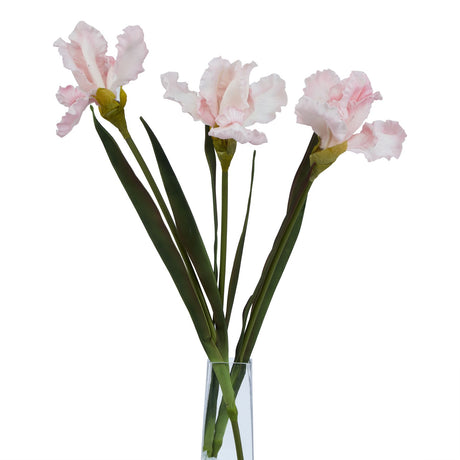 the natural garden collection pale pink fringed iris