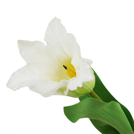 the natural garden collection white parrot tulip