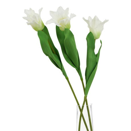 the natural garden collection white parrot tulip