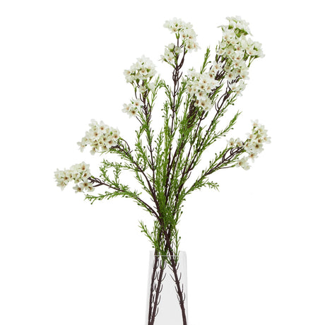 the natural garden collection white waxflower
