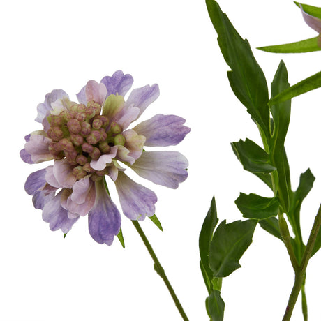 the natural garden collection purple scabious stem
