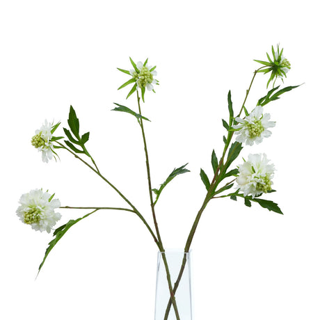 the natural garden collection white scabious stem