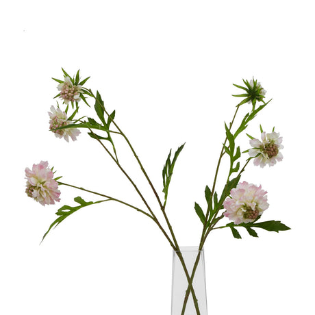 the natural garden collection pale pink scabious stem