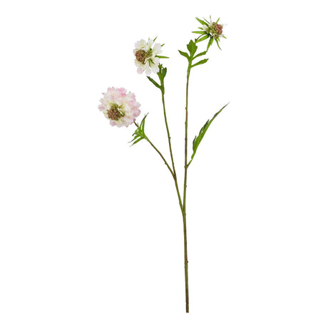 the natural garden collection pale pink scabious stem