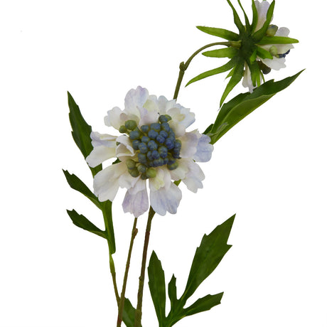 pale blue scabious stem
