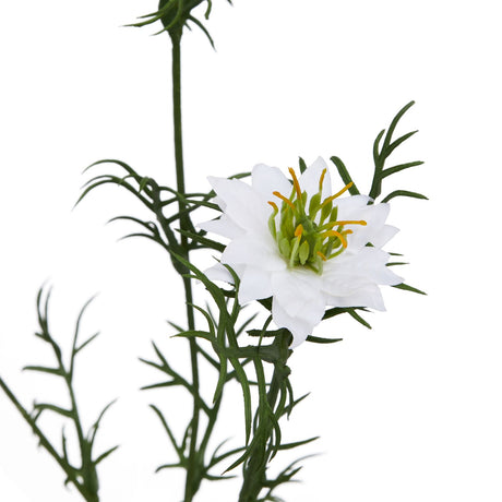the natural garden collection white nigella love in a mist