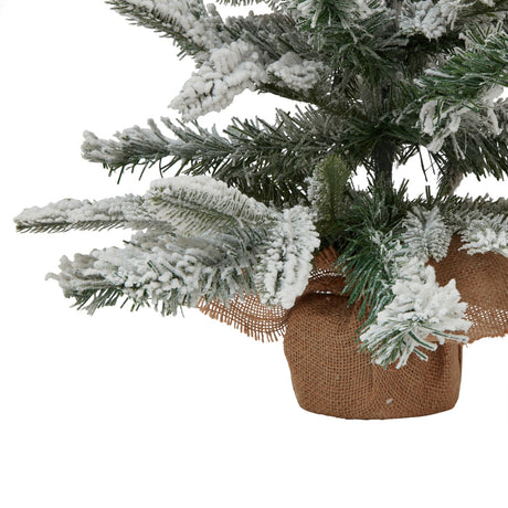 medium snowy spruce tree
