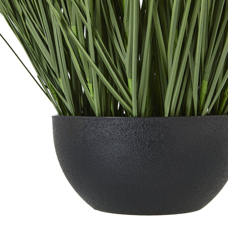 large onion grass plant in pot