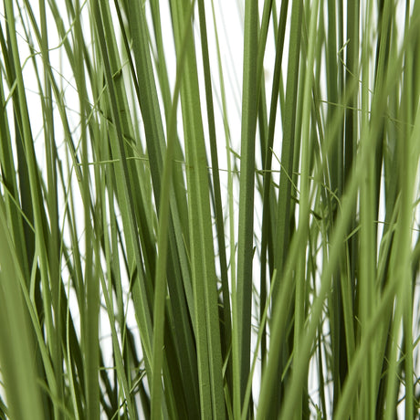 large onion grass plant in pot