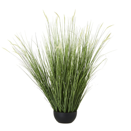 large onion grass plant in pot