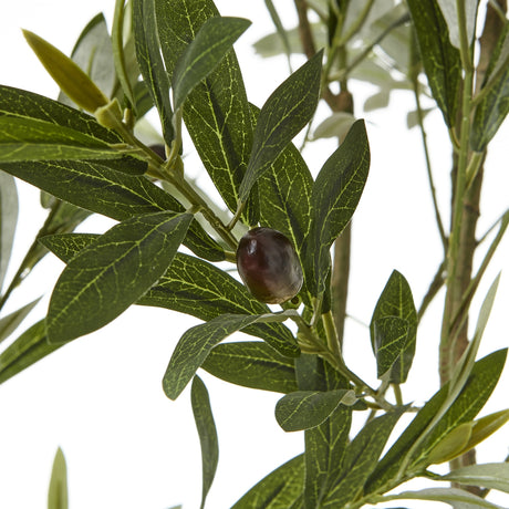 apulia olive tree in white pot 200cm