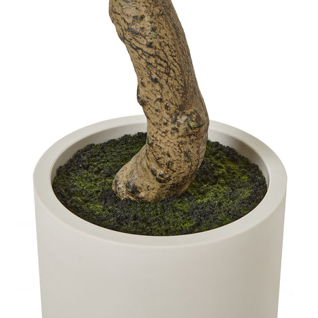 apulia olive tree in white pot 200cm