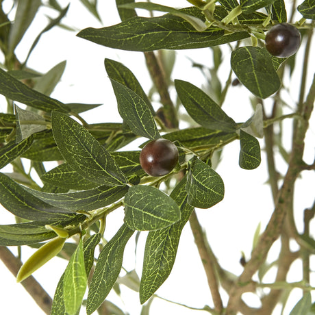apulia olive tree in white pot 240cm