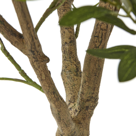 apulia olive tree in white pot 240cm