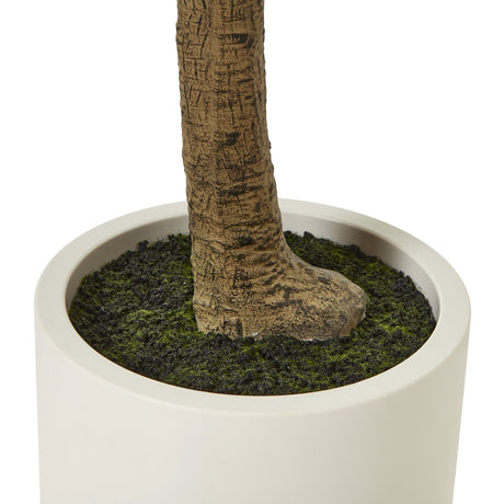 apulia olive tree in white pot 240cm