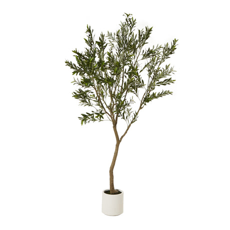 apulia olive tree in white pot 240cm