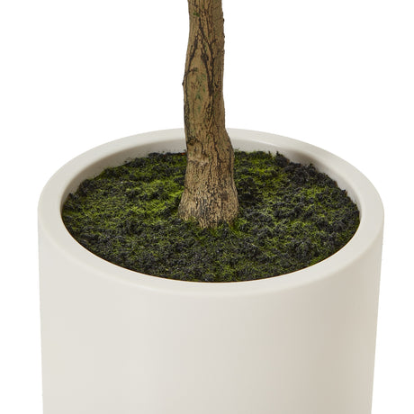 apulia olive tree in white pot 150cm