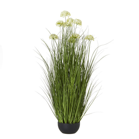 white allium plant in pot