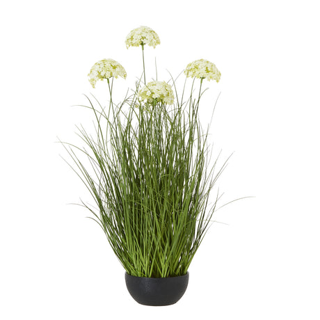 large white allium plant in pot