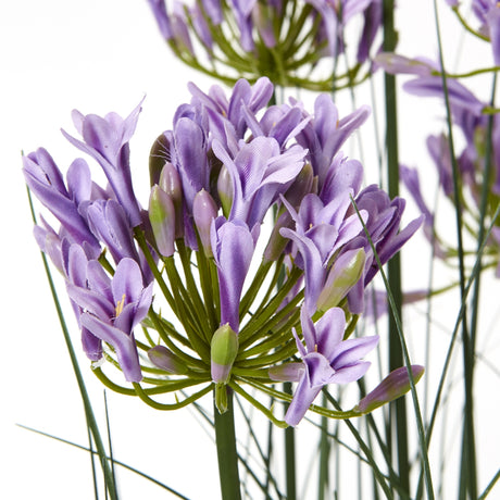 large purple agapanthus plant in pot