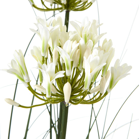 large white agapanthus plant in pot