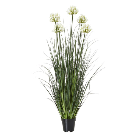 large white agapanthus plant in pot