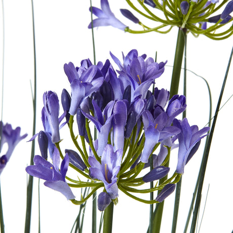 large blue agapanthus plant in pot