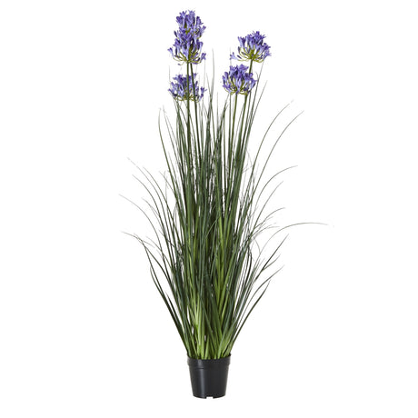 large blue agapanthus plant in pot
