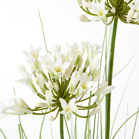 white agapanthus plant in pot